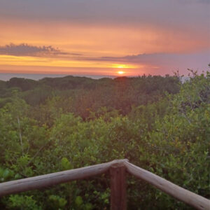 Safari15 - Made with DesignCap