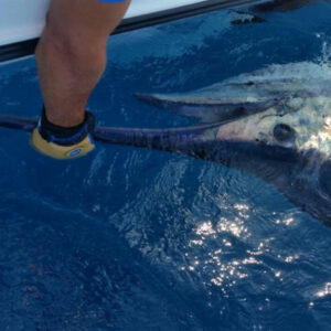 Safari3 - Made with DesignCap