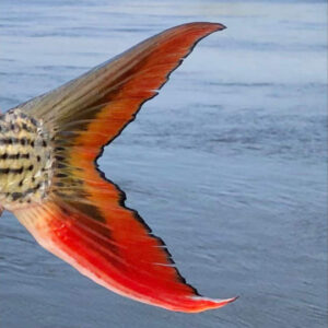 Pongolapoort4 - Made with DesignCap