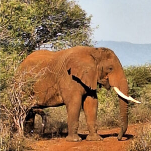 Pongolapoort5 - Made with DesignCap