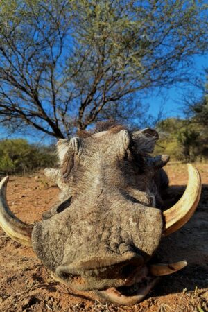 WhatsApp Image 2024-10-29 at 19.37.06 (1) WhatsApp Image 2024-10-29 at 19.37.06 (1)