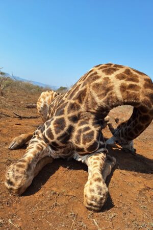 WhatsApp Image 2024-10-29 at 19.45.58 (1) WhatsApp Image 2024-10-29 at 19.45.58 (1)